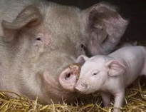 泔水不让喂猪，举报还有奖，拿什么拯救你？